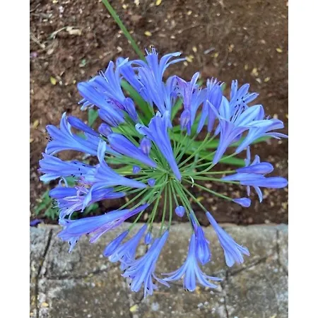 Masseria Conca D'oro Hétvégi ház *