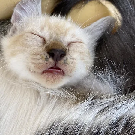 Hétvégi ház Masseria Conca D'oro *