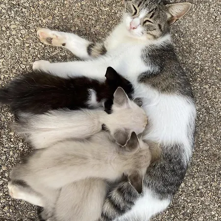 Masseria Conca D'oro Hétvégi ház Ostuni