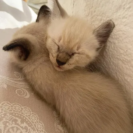 Hétvégi ház Masseria Conca D'oro Ostuni