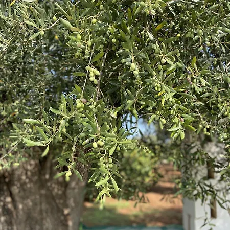 Masseria Conca D'oro