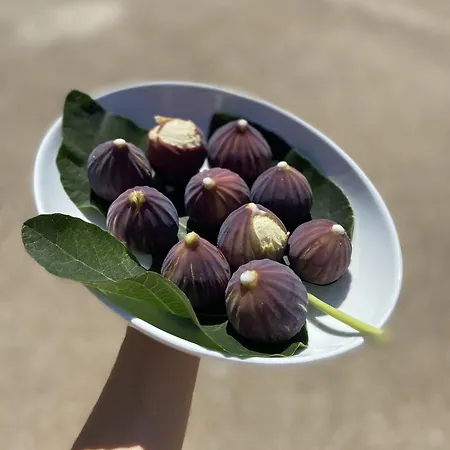 Masseria Conca D'oro *