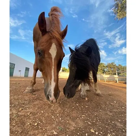 Masseria Conca D'oro Ostuni