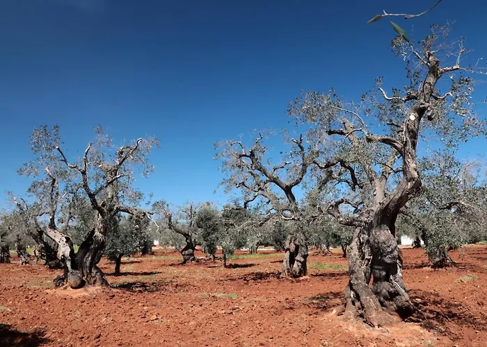 Masseria Conca D'oro