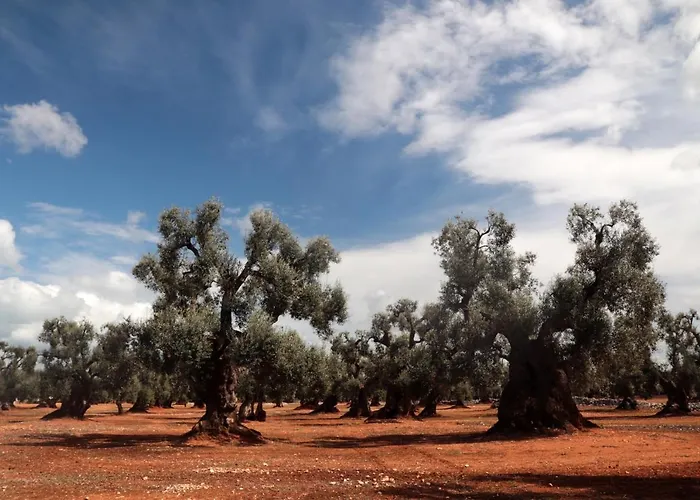 Masseria Conca D'oro