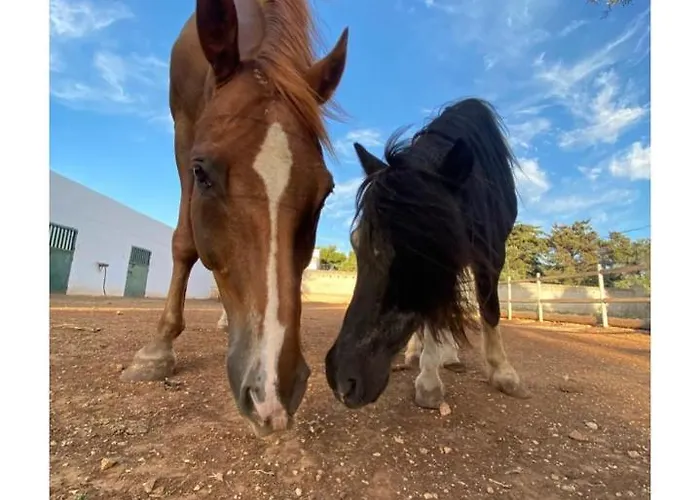 Masseria Conca D'oro Ostuni