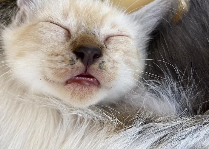 Landhaus Masseria Conca D'oro *