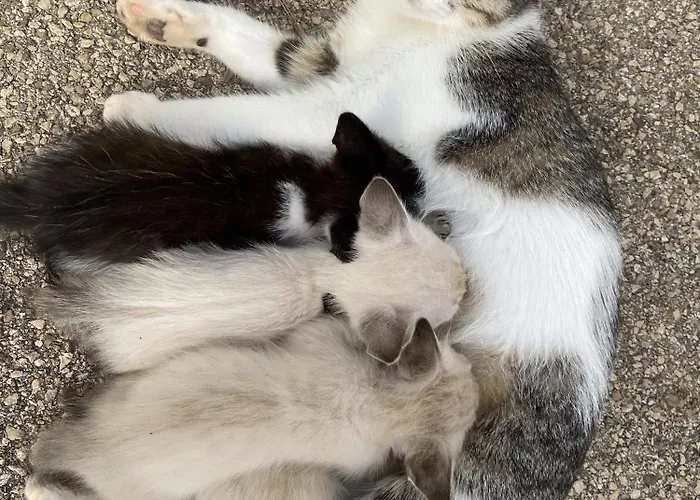 Masseria Conca D'oro Séjour à la campagne Ostuni