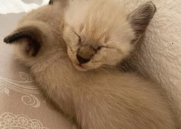 Séjour à la campagne Masseria Conca D'oro Ostuni