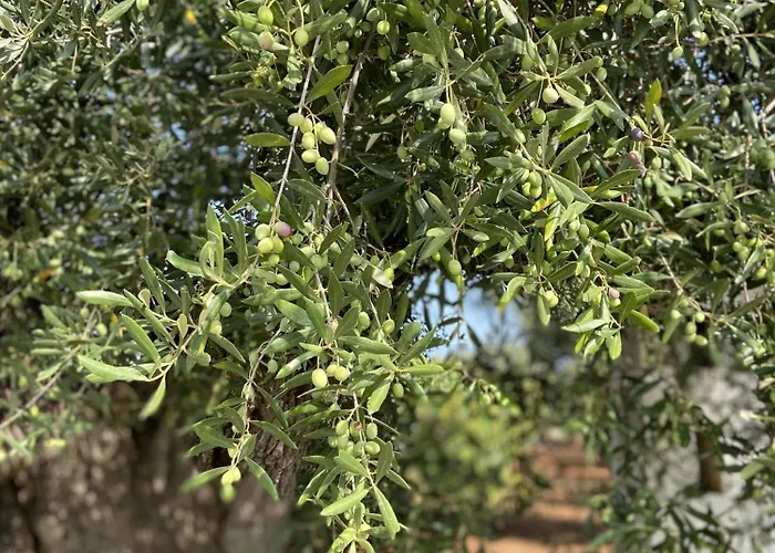 Masseria Conca D'oro